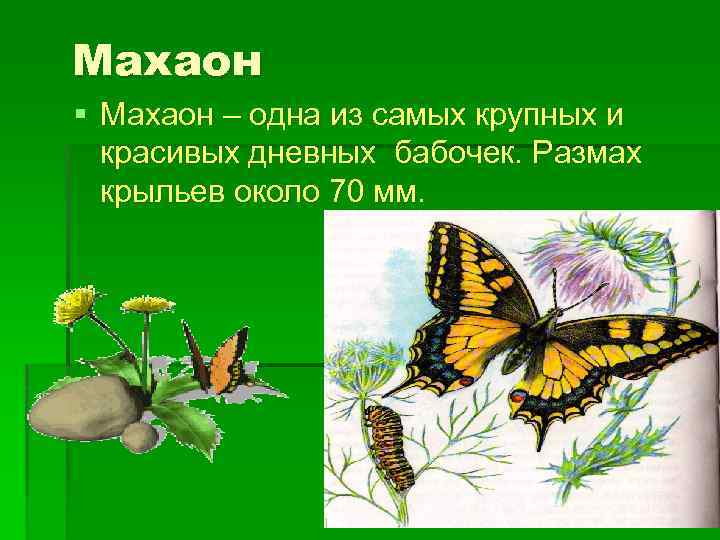 Махаон § Махаон – одна из самых крупных и красивых дневных бабочек. Размах крыльев