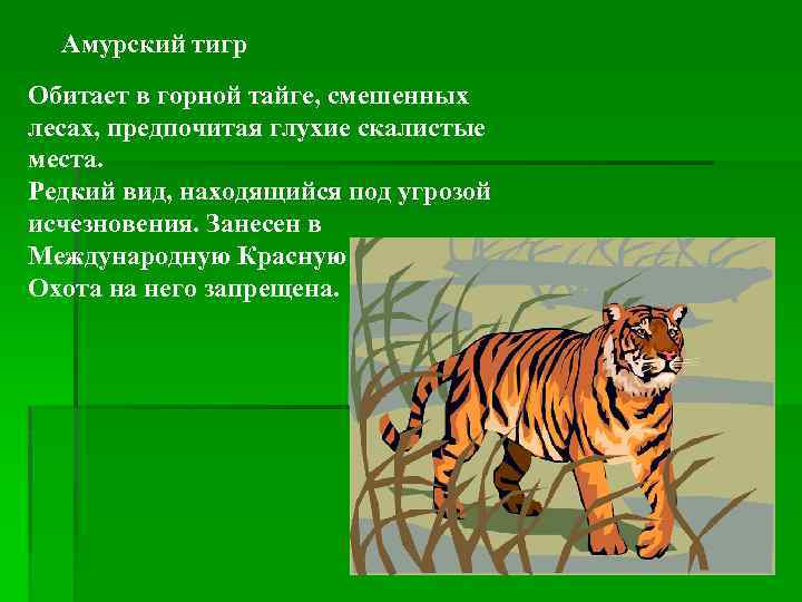 Амурский тигр Обитает в горной тайге, смешенных лесах, предпочитая глухие скалистые места. Редкий вид,