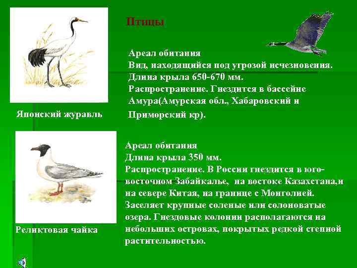 Птицы Японский журавль Реликтовая чайка Ареал обитания Вид, находящийся под угрозой исчезновения. Длина крыла