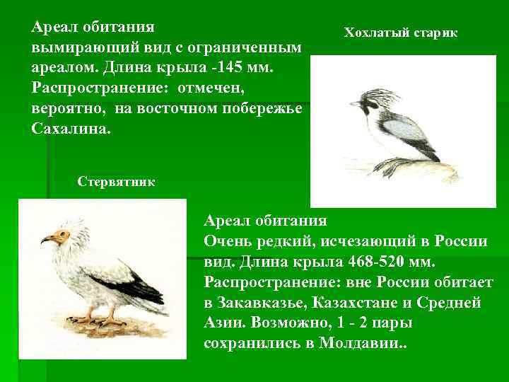 Ареал обитания вымирающий вид с ограниченным ареалом. Длина крыла -145 мм. Распространение: отмечен, вероятно,
