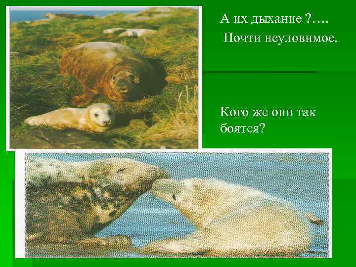 А их дыхание ? …. Почти неуловимое. Кого же они так боятся? 