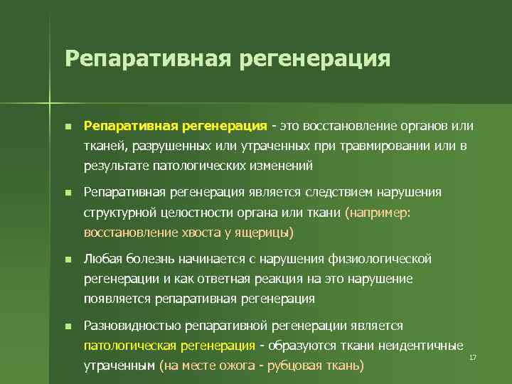 Репаративная регенерация n Репаративная регенерация - это восстановление органов или тканей, разрушенных или утраченных