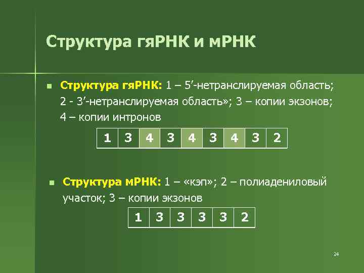 Структура гя. РНК и м. РНК n Структура гя. РНК: 1 – 5’-нетранслируемая область;