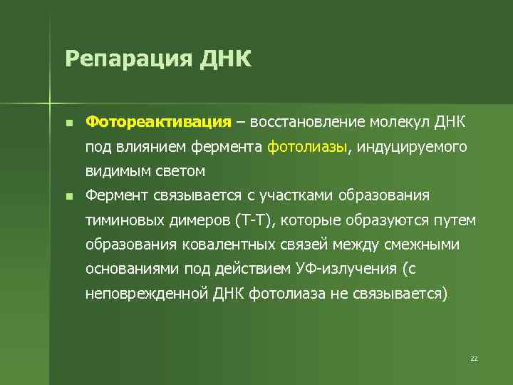 Репарация ДНК n Фотореактивация – восстановление молекул ДНК под влиянием фермента фотолиазы, индуцируемого видимым