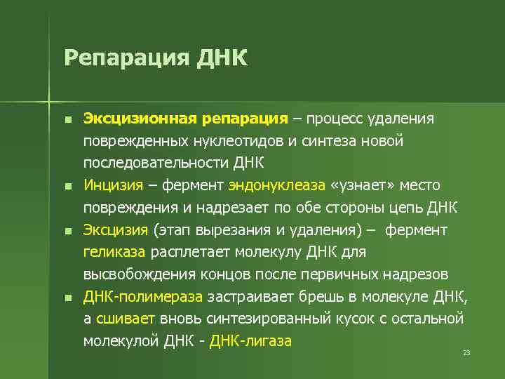 Репарация ДНК n n Эксцизионная репарация – процесс удаления поврежденных нуклеотидов и синтеза новой