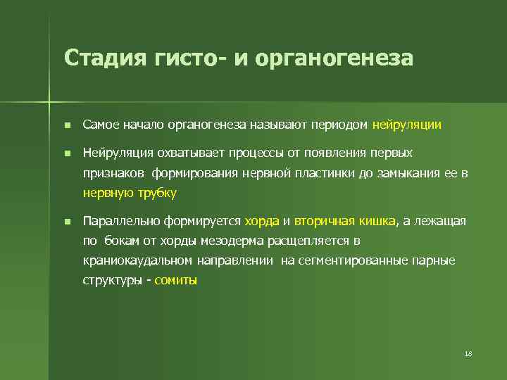 Стадия гисто- и органогенеза n Самое начало органогенеза называют периодом нейруляции n Нейруляция охватывает