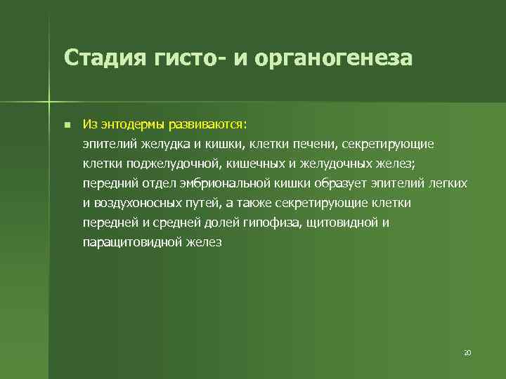 Стадия гисто- и органогенеза n Из энтодермы развиваются: эпителий желудка и кишки, клетки печени,