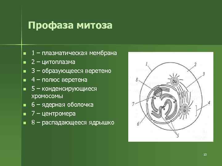 Профаза митоза n n n n 1 – плазматическая мембрана 2 – цитоплазма 3