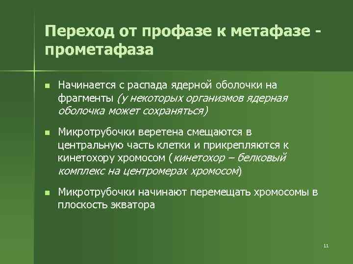 Переход от профазе к метафазе прометафаза n Начинается с распада ядерной оболочки на фрагменты