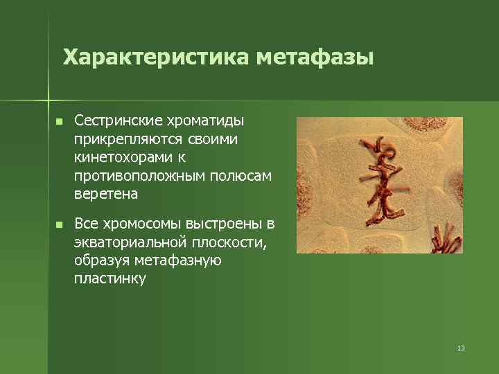 Характеристика метафазы n Сестринские хроматиды прикрепляются своими кинетохорами к противоположным полюсам веретена n Все
