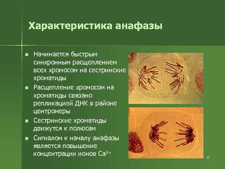 Характеристика анафазы n n Начинается быстрым синхронным расщеплением всех хромосом на сестринские хроматиды Расщепление