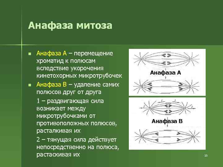 Анафаза митоза n n Анафаза А – перемещение хроматид к полюсам вследствие укорочения кинетохорных