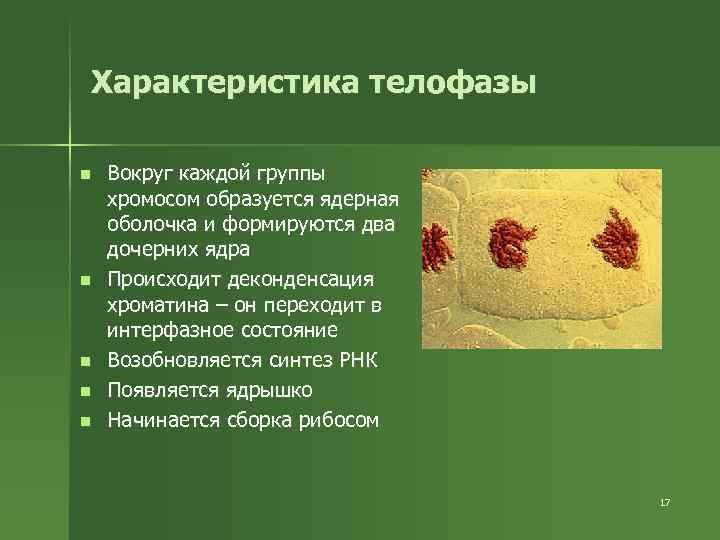 Характеристика телофазы n n n Вокруг каждой группы хромосом образуется ядерная оболочка и формируются