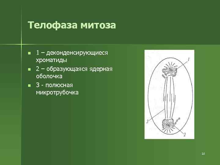Телофаза митоза n n n 1 – деконденсирующиеся хроматиды 2 – образующаяся ядерная оболочка