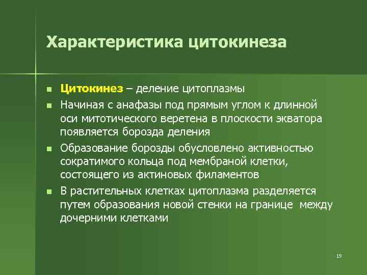 Характеристика цитокинеза n n Цитокинез – деление цитоплазмы Начиная с анафазы под прямым углом