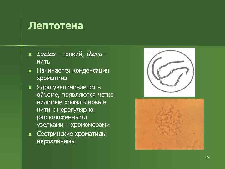 Лептотена n n Leptos – тонкий, thena – нить Начинается конденсация хроматина Ядро увеличивается