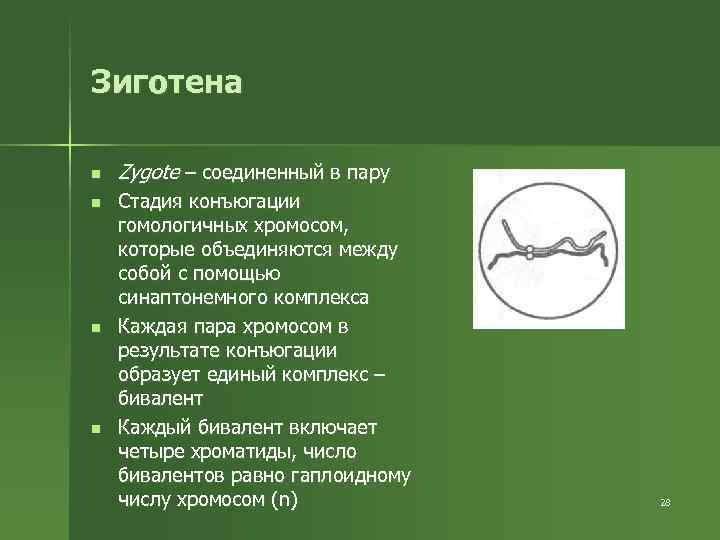 Зиготена n n Zygote – соединенный в пару Стадия конъюгации гомологичных хромосом, которые объединяются