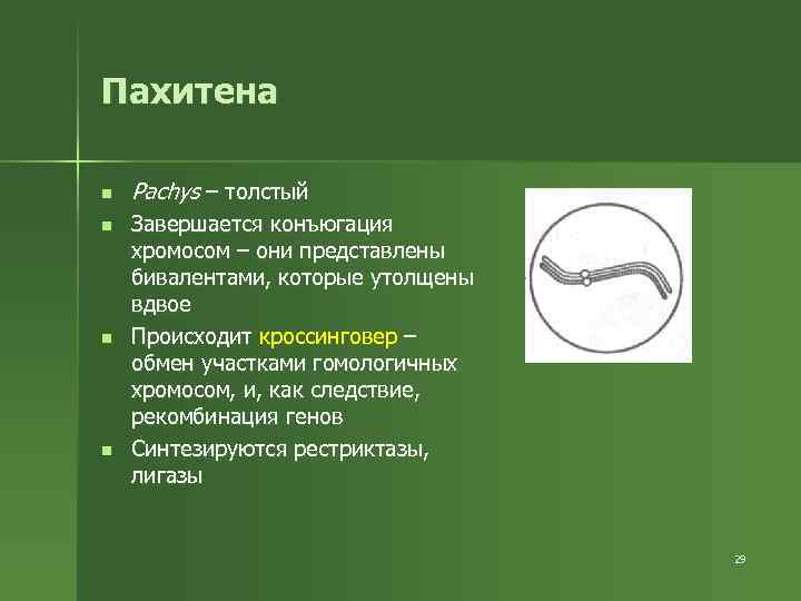 Пахитена n n Pachys – толстый Завершается конъюгация хромосом – они представлены бивалентами, которые
