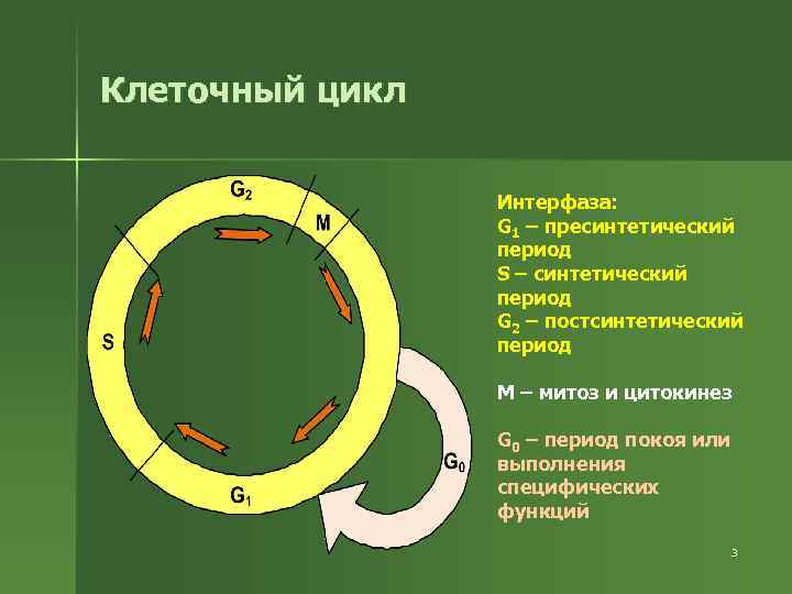 Клеточный цикл Интерфаза: G 1 – пресинтетический период S – синтетический период G 2