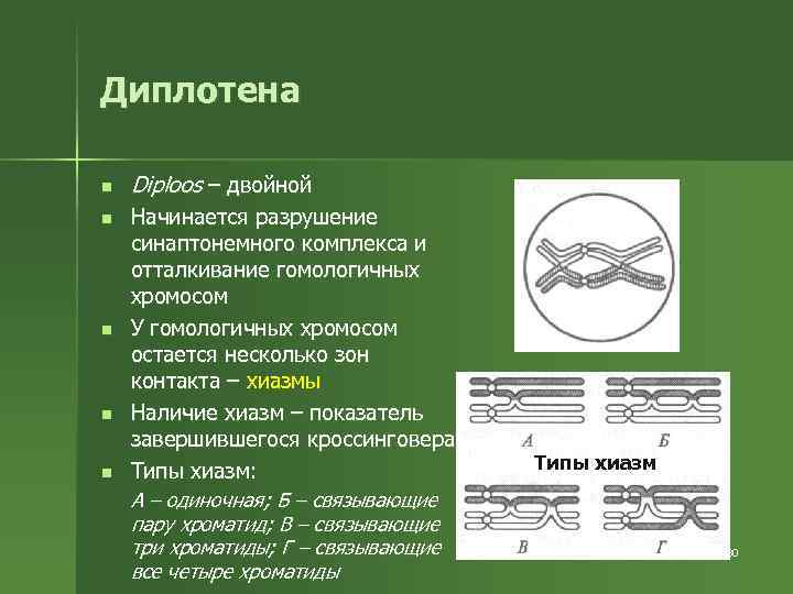 Диплотена n n n Diploos – двойной Начинается разрушение синаптонемного комплекса и отталкивание гомологичных
