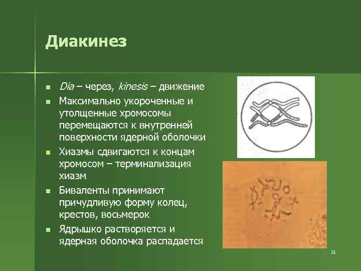 Диакинез n n n Dia – через, kinesis – движение Максимально укороченные и утолщенные