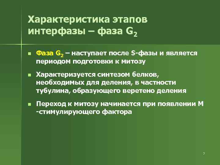 Характеристика этапов интерфазы – фаза G 2 n Фаза G 2 – наступает после