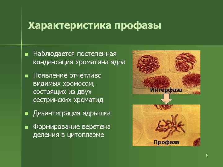 Характеристика профазы n Наблюдается постепенная конденсация хроматина ядра n Появление отчетливо видимых хромосом, состоящих