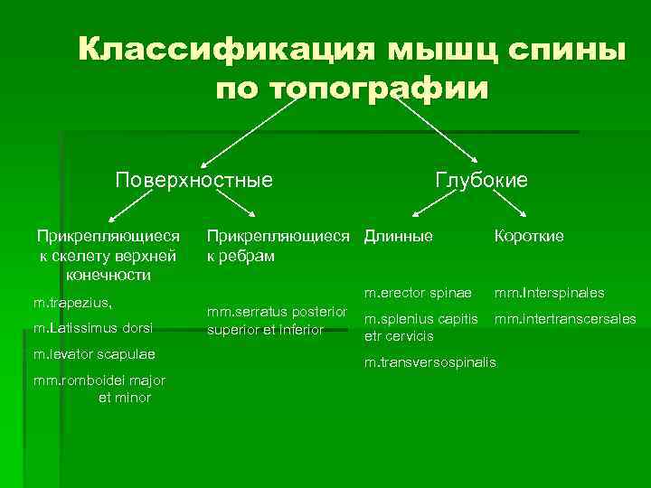 Классификация мышц спины по топографии Поверхностные Прикрепляющиеся к скелету верхней конечности m. trapezius, m.