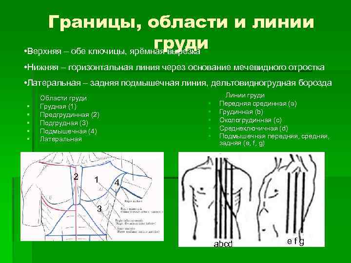 Аксиллярная область молочной железы где находится фото