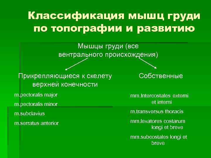 Классификация мышц груди по топографии и развитию Мышцы груди (все вентрального происхождения) Прикрепляющиеся к