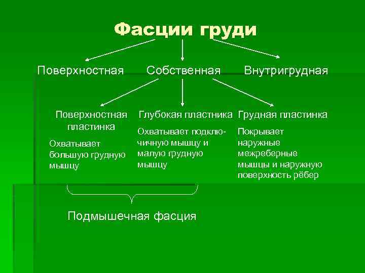 Фасции груди Поверхностная Собственная Внутригрудная Поверхностная Глубокая пластника Грудная пластинка Охватывает подклю- Покрывает Охватывает
