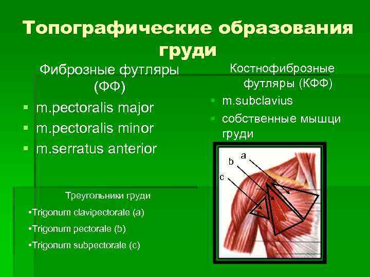 Топографические образования груди § § § Фиброзные футляры (ФФ) m. pectoralis major m. pectoralis