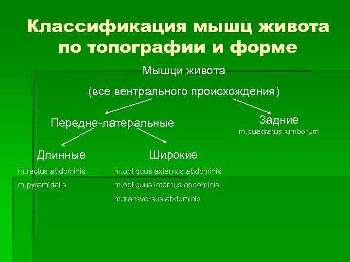 Классификация мышц живота по топографии и форме Мышци живота (все вентрального происхождения) Передне-латеральные Длинные