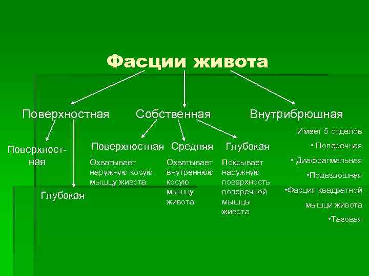Фасции живота Поверхностная Собственная Внутрибрюшная Имеет 5 отделов Поверхностная Глубокая Поверхностная Средняя Охватывает наружную