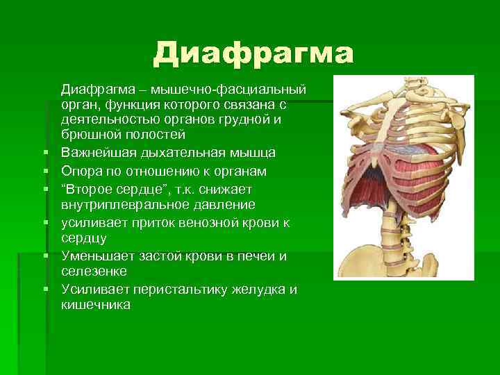 Три диафрагмы у человека. Диафрагма анатомия человека. Диафрагма мышца.