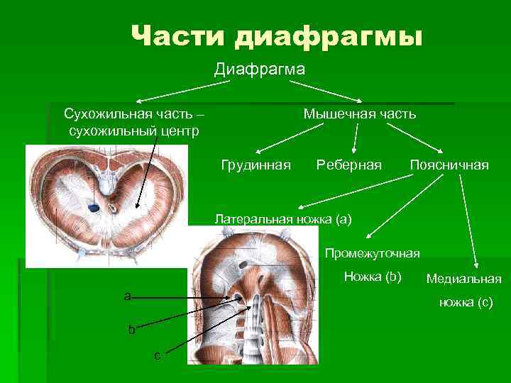 Части диафрагмы