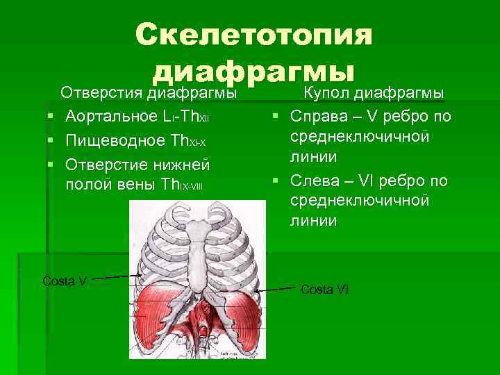 Диафрагма фото анатомия