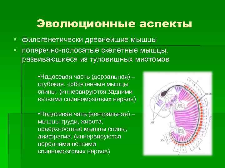 Эволюционные аспекты § филогенетически древнейшие мышцы § поперечно-полосатые скелетные мышцы, развиваюшиеся из туловищных миотомов