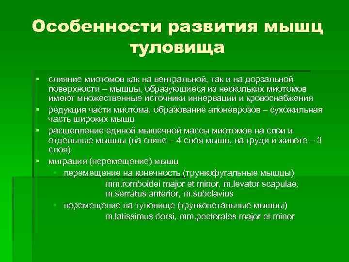 Особенности развития мышц туловища § слияние миотомов как на вентральной, так и на дорзальной