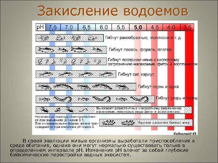  Закисление водоемов В своей эволюции живые организмы выработали приспособления к среде обитания, однако