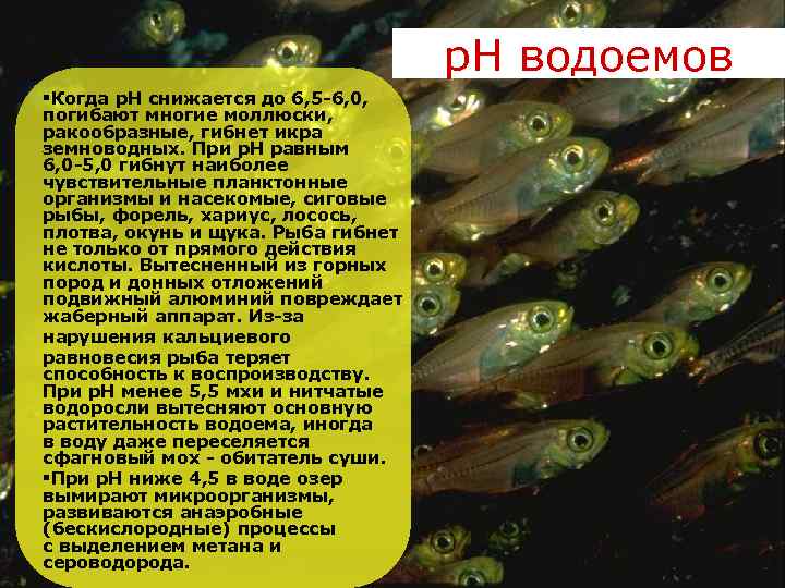  р. Н водоемов §Когда р. Н снижается до 6, 5 -6, 0, погибают