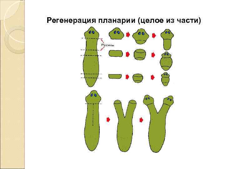 1 регенерация. Регенерация планарии. Фрагментация планарии. Размножение планарии. Регенерация тела планарии.