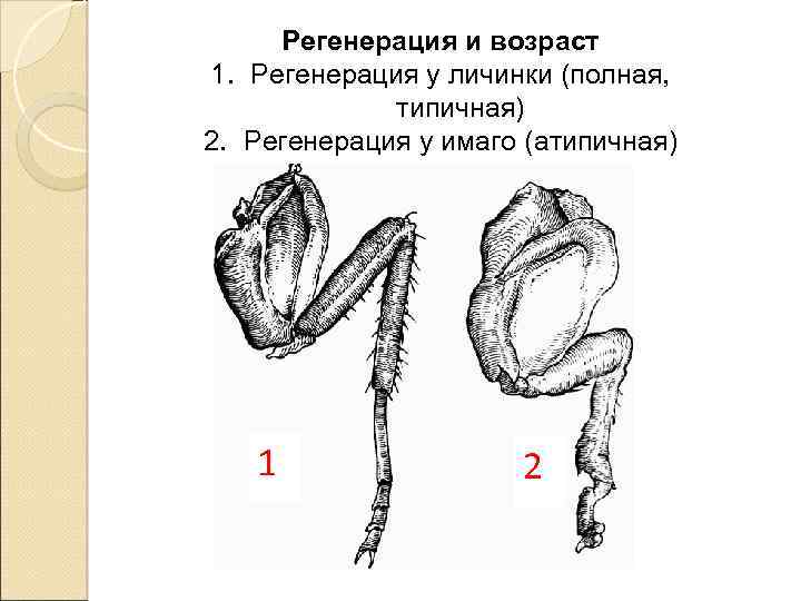 1 регенерация