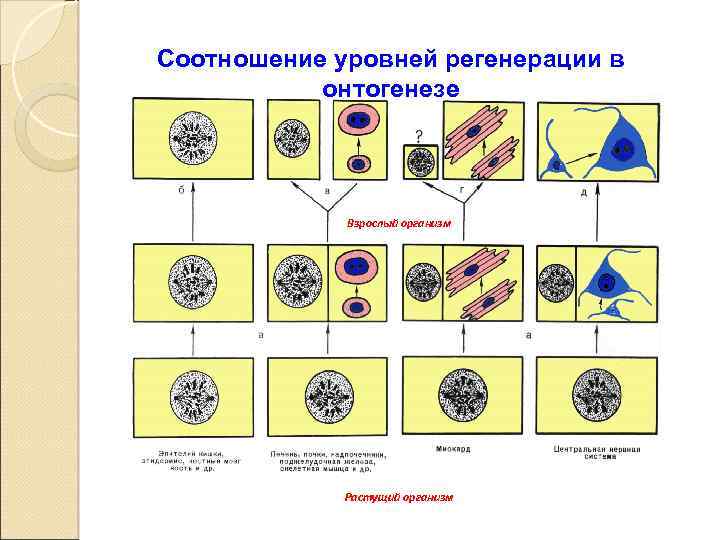 Регенерация модели в автокаде как отключить