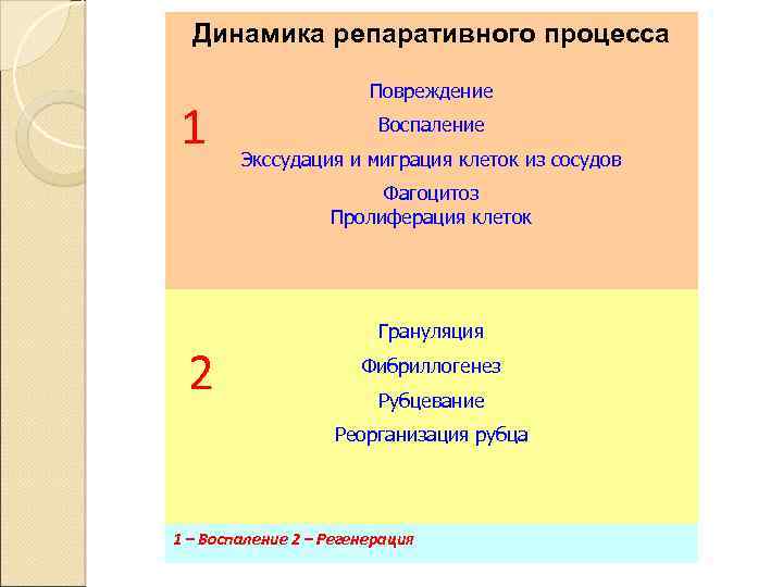 Репаративный остеогенез презентация