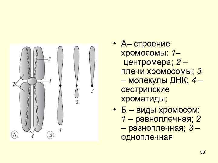Строение хромосом человека. Строение хромосомы центромера. Внутреннее строение хромосом