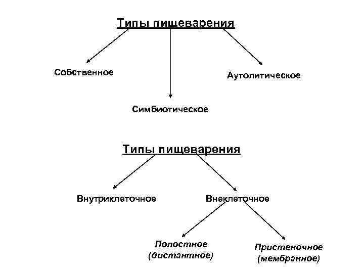 Собственный тип. Основной Тип пищеварения у человека. К собственному типу пищеварения относят. Классификация типов пищеварения физиология. Схема внеклеточного пищеварения.