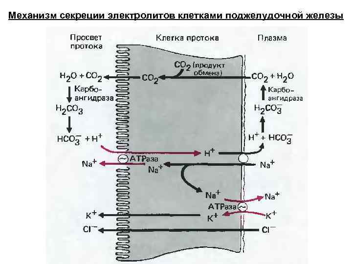 Механизм секреции электролитов клетками поджелудочной железы 