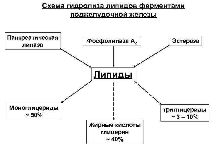 Функции ферментов поджелудочной железы схема