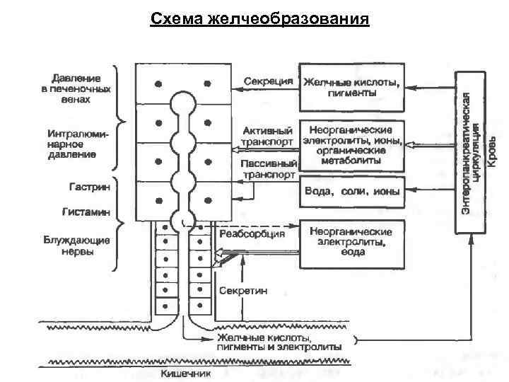 Схема желчеобразования 